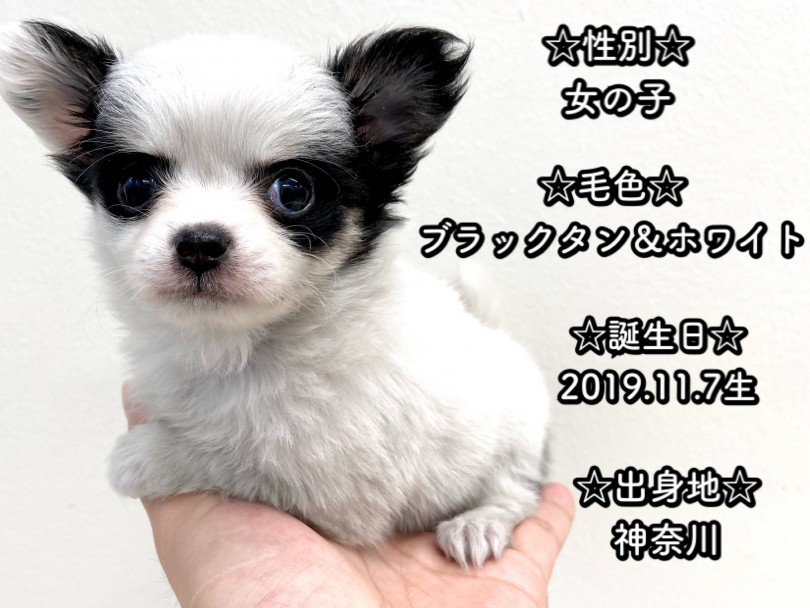 パンダチワワのパーソナルデータ | チワワ （150037） - 東川口店