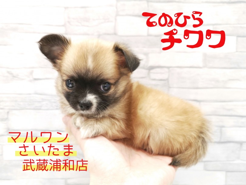 【 チワワ 】マルワンといえば手のひらチワワ！ドワーフタイプの男の子！