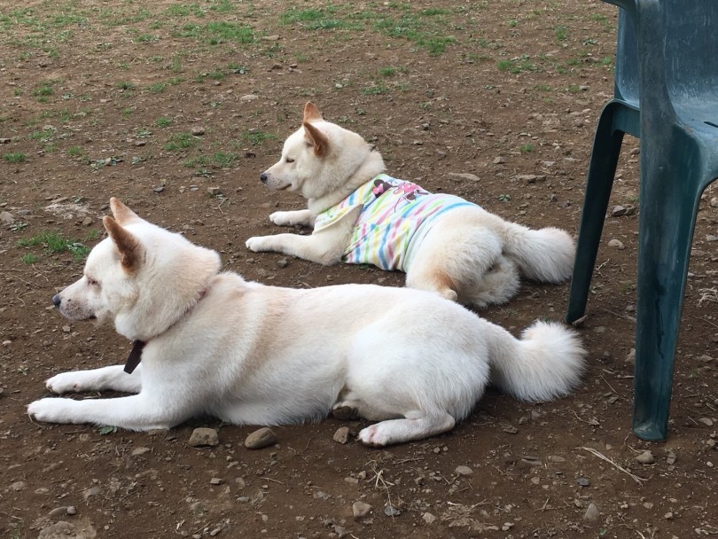 ドッグラン入口でずーっと私の帰りを待っていた | 月刊柴犬 - 大倉山店