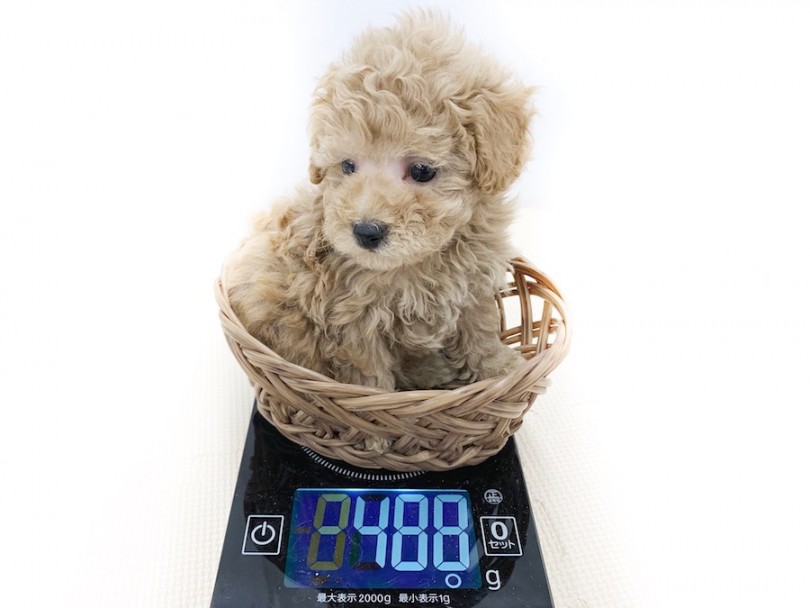 成犬時には2~2.3kg程を予想 | トイ・プードル （814571） - 相模大塚店