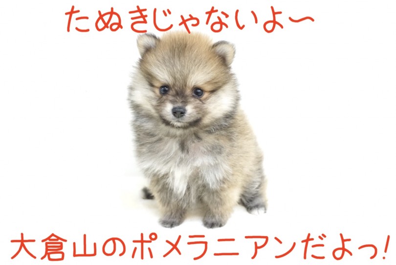 ポンポコ山に仲間入りした、たぬきさん？ | ポメラニアン （6130858） - 大倉山店