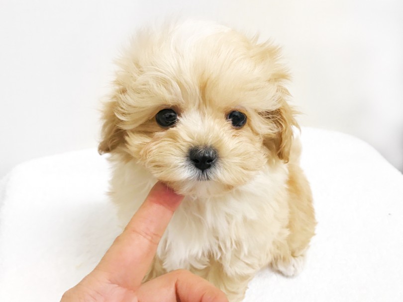 マルプーちゃん | MIX犬 （119191） - 梅島店