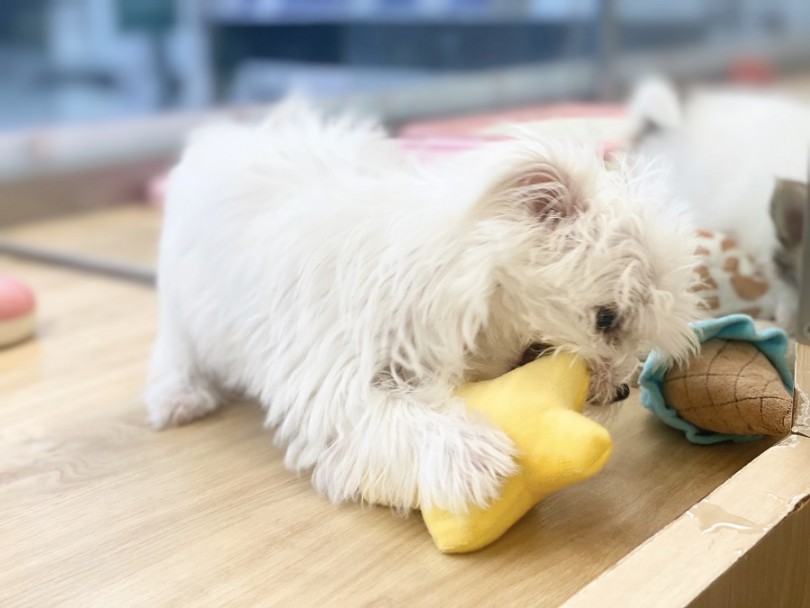 遊びも全力のチワマルくん | MIX犬 （311900） - 港北ニュータウン店