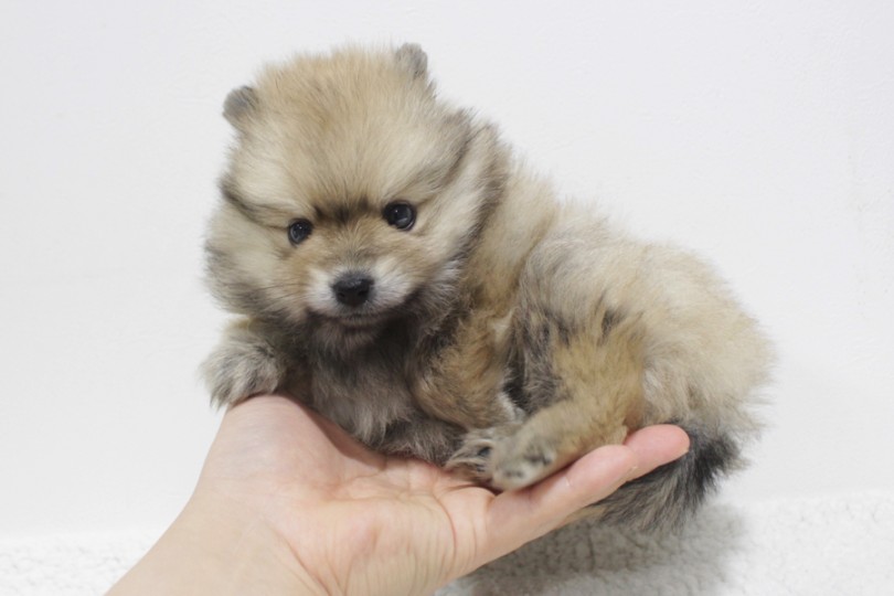 大人しい子だからこそできる、手のひら抱っこ | ポメラニアン （11656） - 横浜 白楽店