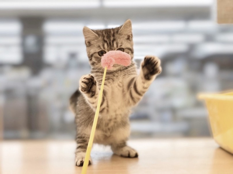 スコちゃん、あーそぼっ♪ | スコティッシュフォールド （311910） - 港北ニュータウン店