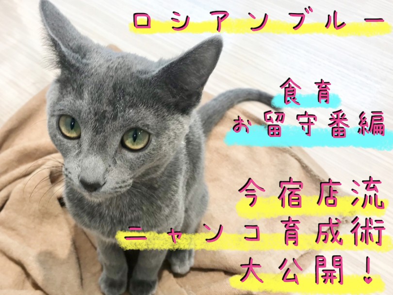 【 ロシアンブルー 】甘えん坊猫ちゃん好き必見！今宿店流ニャンコ育成術を大公開！