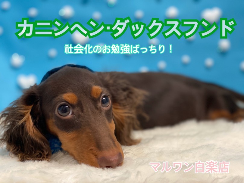 【 K.ダックス 】社会化のお勉強ばっちり！先住犬と仲良く慣るポイントをご紹介！