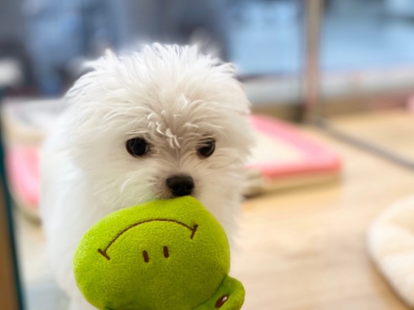 元気いっぱいなチワマルくんと一緒に毎日を楽しみませんか？ | MIX犬 （311900） - 港北ニュータウン店