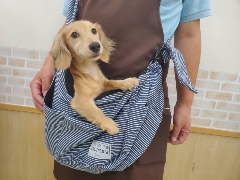 お出かけ用のスリングバッグも大好き | カニヘン・ダックスフント （713653） - 鶴見店