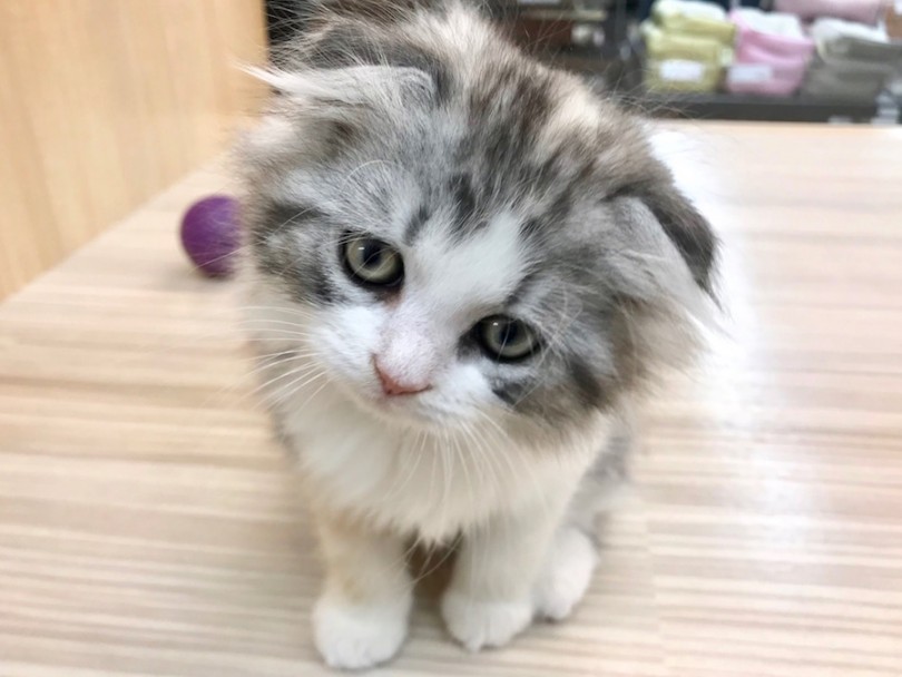 安心のサポート体制でにゃんダフるなペットライフを始めませんか？ | スコティッシュフォールド （120221） - 今宿店