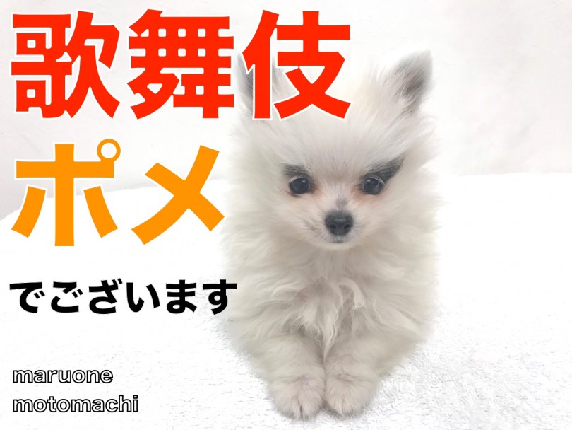 【 珍ポメラニアン 】まるで歌舞伎役者の様なルックスの持ち主現る！