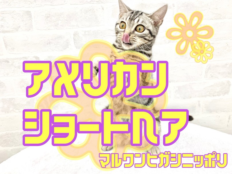 【 アメリカンショートヘア 】甘えん坊な小顔美人にゃんは肩乗りも膝乗りもお任せ！