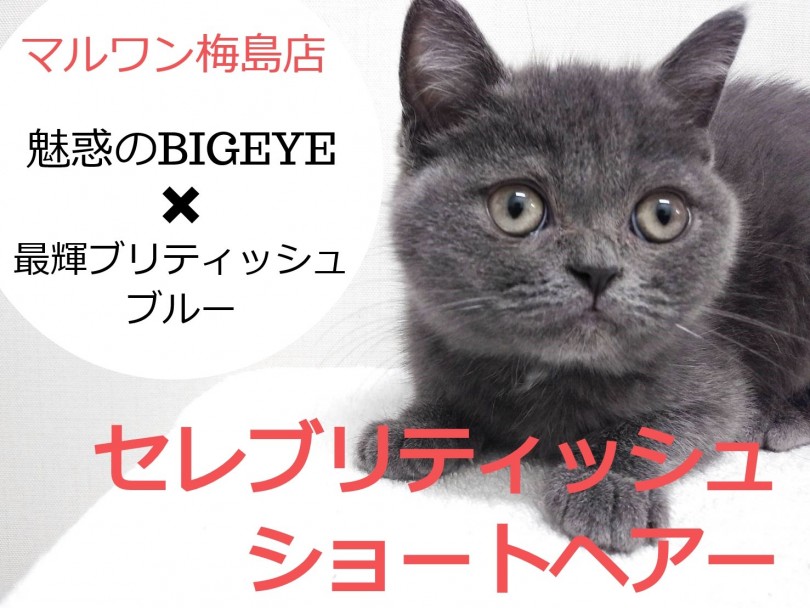 【 ブリティッシュショートヘア 】魅惑のビッグアイをGETするのは誰だ！