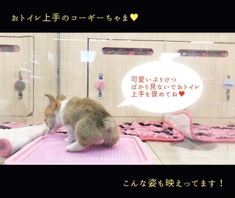 おトイレ上手し！熟練度上げてます！ | ウェルシュコーギーペンブローク （119183） - 梅島店