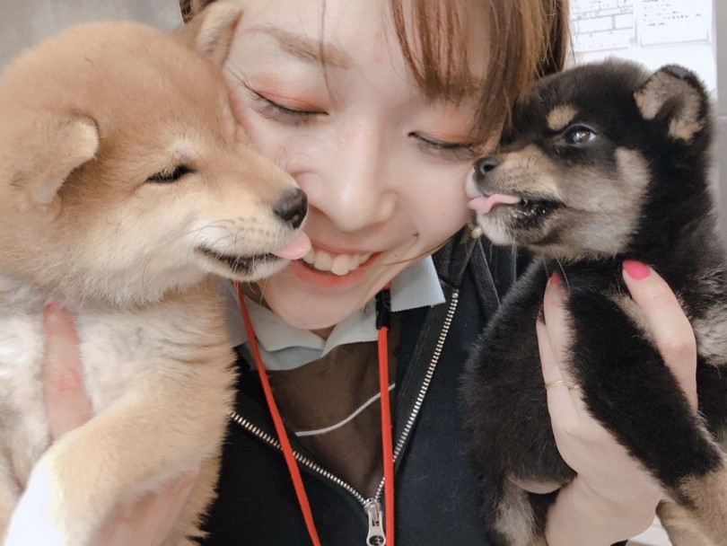 個人的に思う柴犬のここが好き! | 月刊柴犬 - 大倉山店