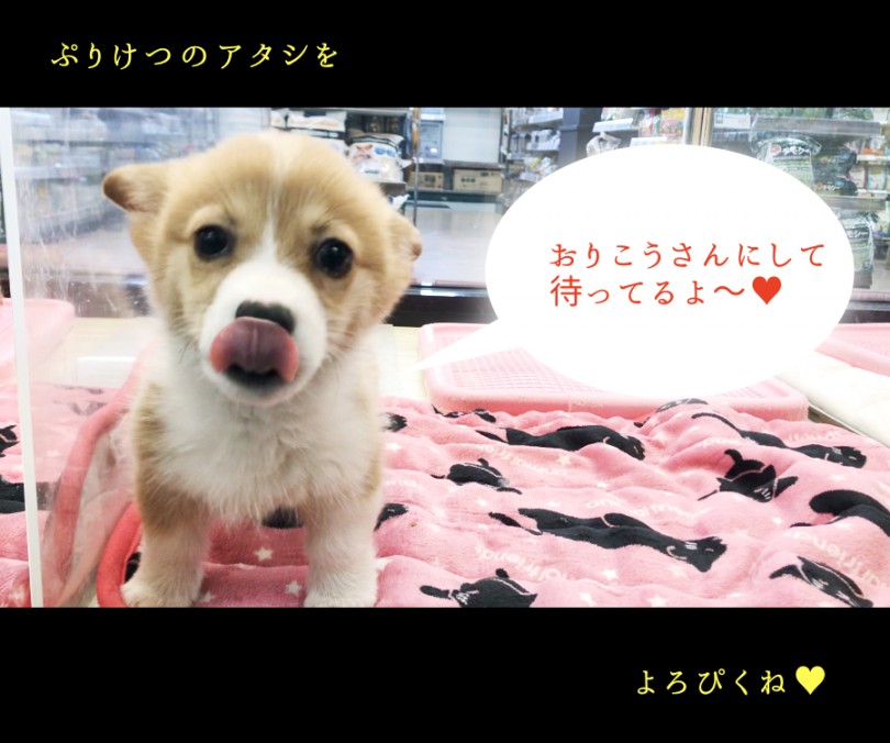 健全でおりこうさんに成長中 | ウェルシュコーギーペンブローク （119183） - 梅島店