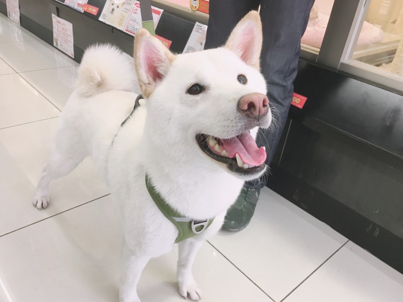卒業生の柴犬軍団 | 月刊柴犬 - 大倉山店