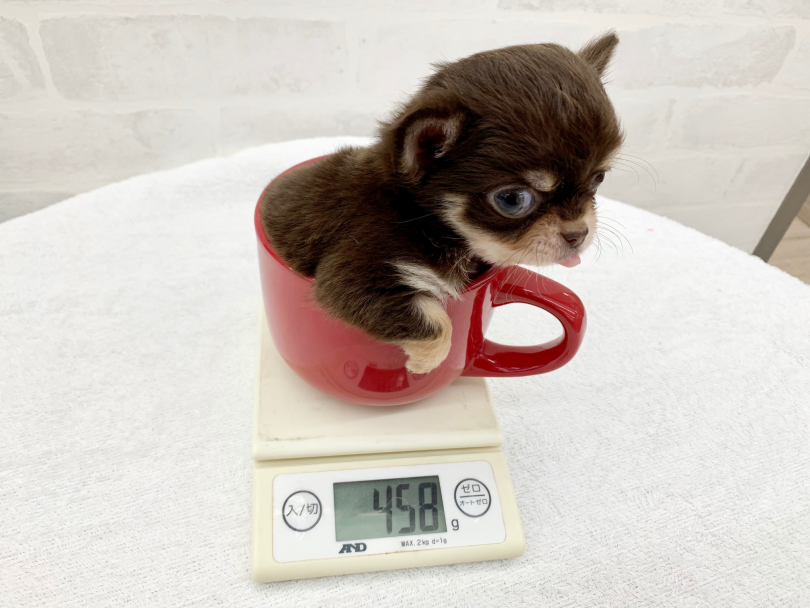 現段階でのチワワちゃんの体重は458g | チワワ （014292） - 東日暮里店