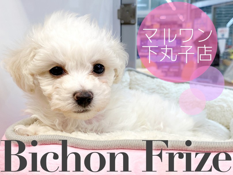 【 ビションフリーゼ 】ワンちゃん初心者必見！寝相にも注目なマイペースガール。