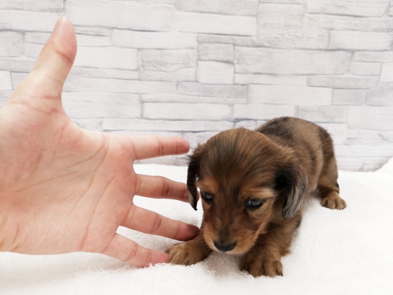 成犬時予想は3kgほどを予想 | カニンヘン・ダックスフント （412846） - さいたま 武蔵浦和店