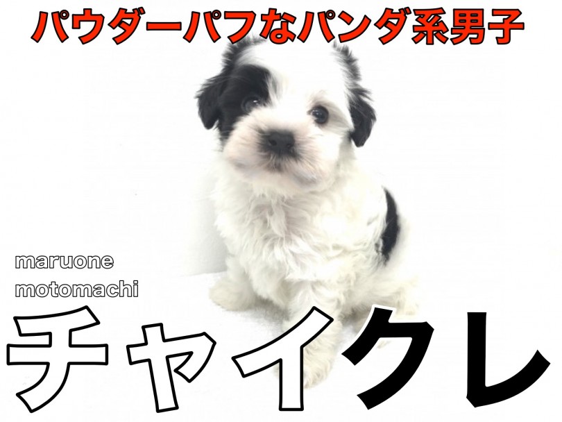 【 チャイクレ 】超希少種！パウダーパフの知られざる優等生はパンダ柄！