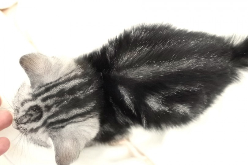 まだまだ子猫体型です | マンチカン （512629） - 本羽田店