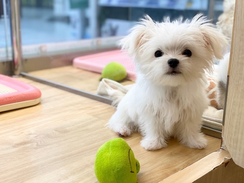 マルチーズ風味のお耳 | MIX犬 （311900） - 港北ニュータウン店