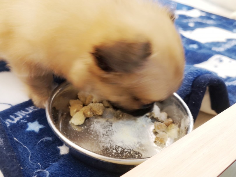 身体は小さくっても、食欲満点！ | チワワ （412845） - さいたま 武蔵浦和店