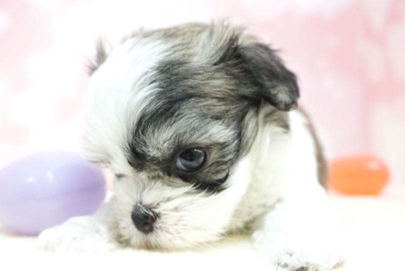 MIX犬種は見る人によって様々な見え方が出来ます | MIX （6130860） - 大倉山店