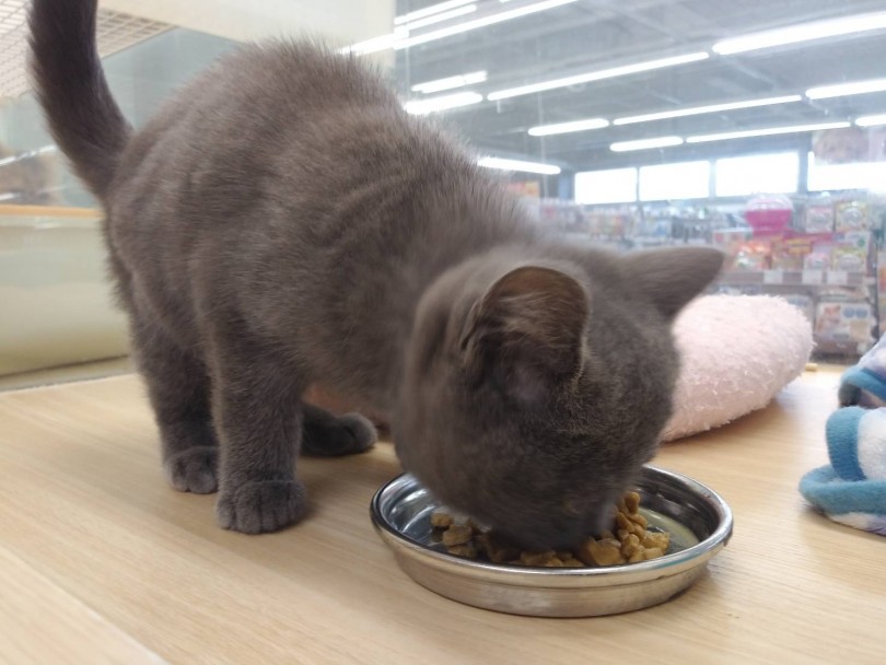 おまけ写真 | ブリティッシュショートヘア （119185） - 梅島店