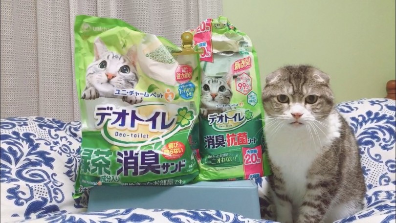 猫砂からシステムトイレに変更 | スタッフの猫ちゃんのおトイレ事情を大調査 - 大倉山店