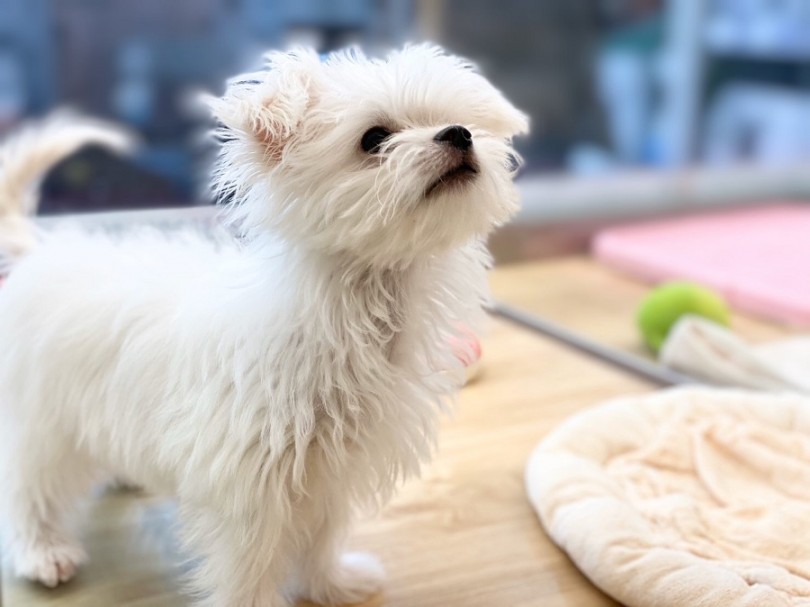 チワマルくん | MIX犬 （311900） - 港北ニュータウン店