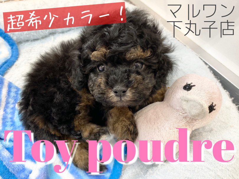 【 トイプードル 】超希少！ブラックタンのトイプーがやってきた！