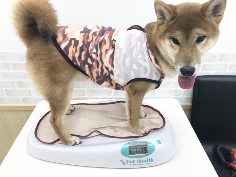 立派な柴君の体重は10kg超え! | 柴犬 （713639） - 鶴見店