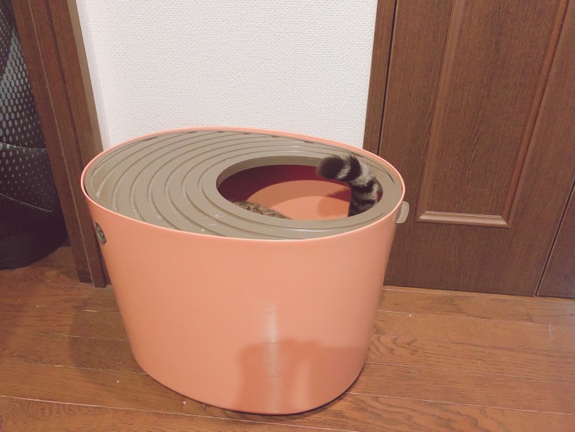 虎丸くんのトイレ | スタッフの猫ちゃんのおトイレ事情を大調査 - 大倉山店