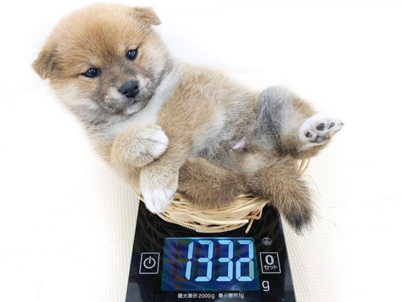 生後50日での体重は1332g がっしりした体型 | 柴犬 （814572） - 相模大塚店