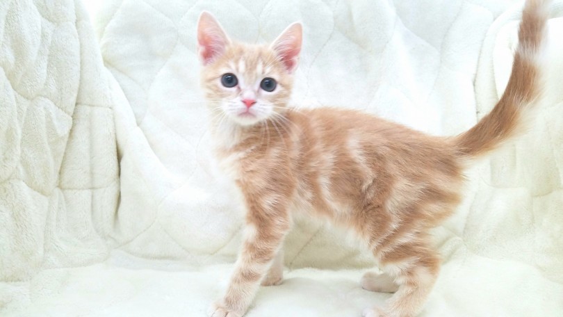 猫ちゃんと遊びたい方にオススメ | アメリカンショートヘア （117242） - 鎌ヶ谷店