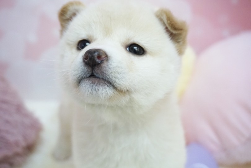 お鼻の色は茶色と黒の混ざった様な色味をしています | 柴犬 （6130854） - 大倉山店