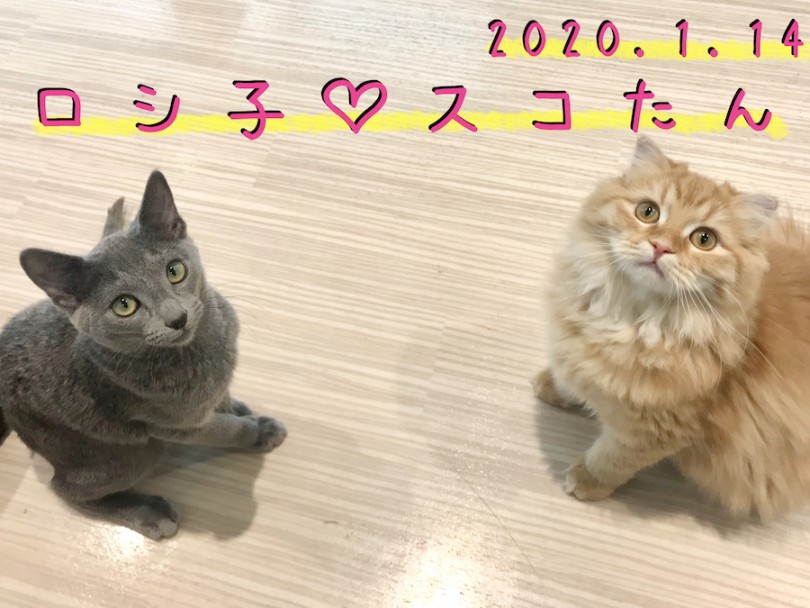 現在は先輩猫ちゃんと生活中です！ | ロシアンブルー （120201） - 今宿店