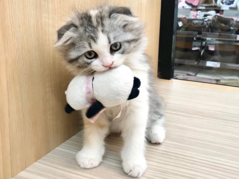 おもちゃ遊びに夢中のスコにゃん | スコティッシュフォールド （120221） - 今宿店