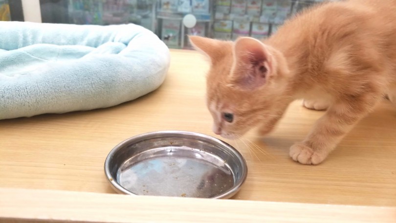 よく食べてよく寝て健やかに成長してね！ | アメリカンショートヘア （117242） - 鎌ヶ谷店
