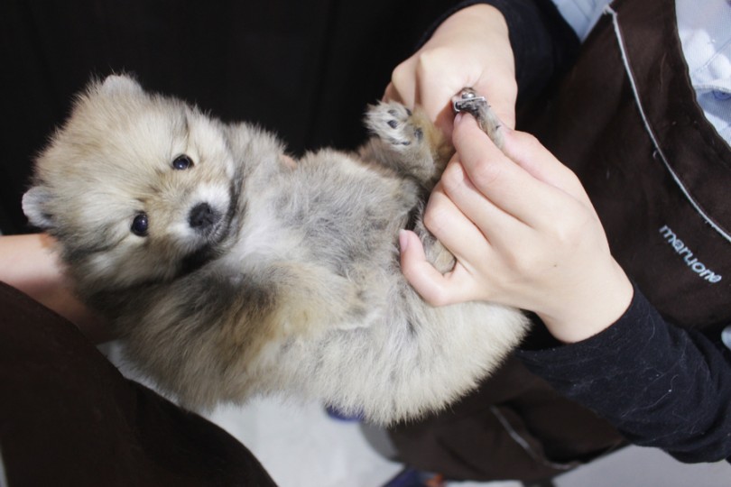 子犬が入店してきたらまず、身体チェック | ポメラニアン （11656） - 横浜 白楽店