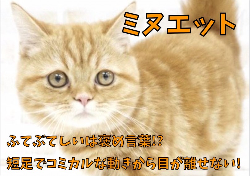 【 ミヌエット 】ふてぶてしいは褒め言葉！短足でコミカルな動きから目が離せない！