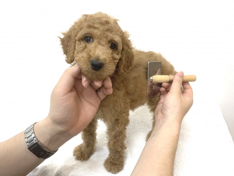 初めての大型犬デビューの方にはもちろんイチオシ！ | スタンダード・プードル （140311） - 横浜 元町店