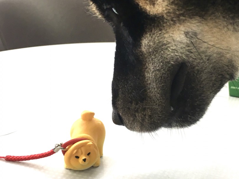 可愛らしい見た目なのに中身がワイルドなオオカミ気質 | 月刊柴犬 - 大倉山店