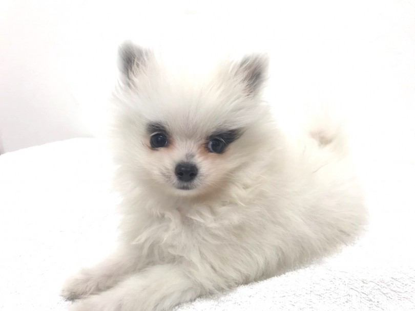 愛犬家ビクトリア女王が夢中になった犬種 | ポメラニアン （140305） - 横浜 元町店