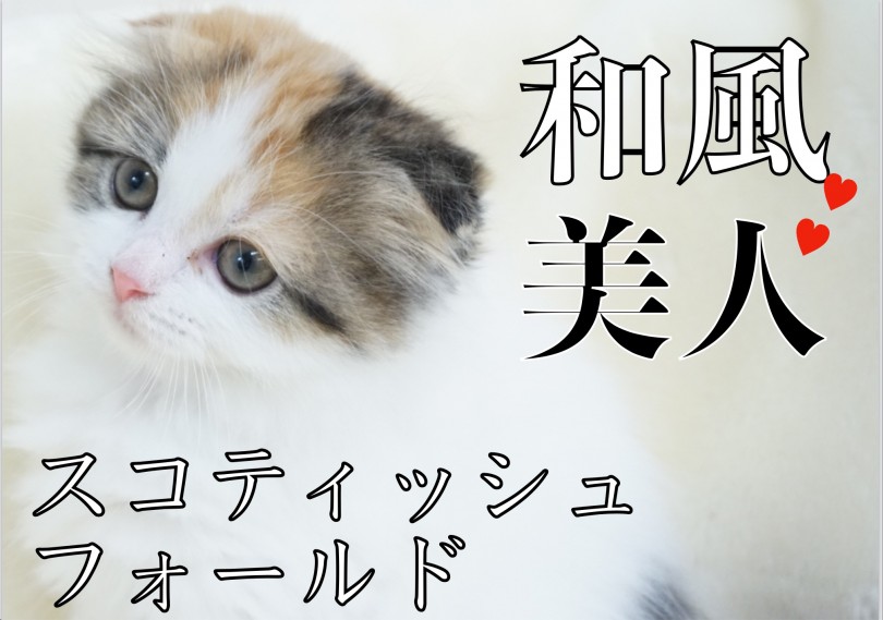 【 スコティッシュフォールド 】和風美人!大和撫子!!見返り美人!!