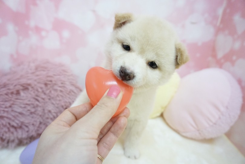 撮影ブースをハート柄に変更してみました | 柴犬 （6130854） - 大倉山店