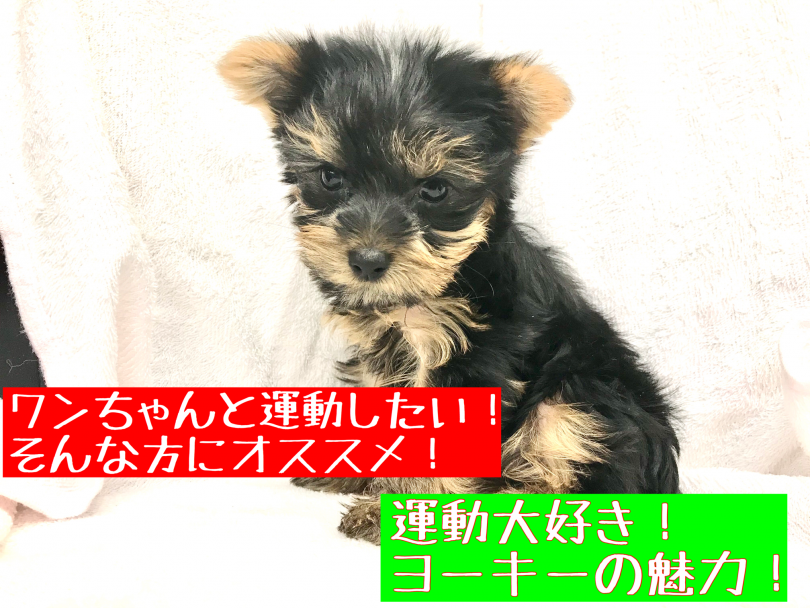 【 ヨークシャーテリア 】訓練士が考察！梅島店ヨーキーちゃんの魅力！