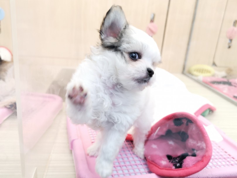 マルチワちゃんの誘惑にアナタは耐えられますか？ | MIX （119190） - 梅島店